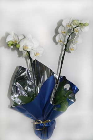 P-08 ORQUIDEA 
